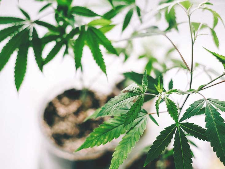 CBD Oil 
      Dogs Joint Pain Freer 
      TX